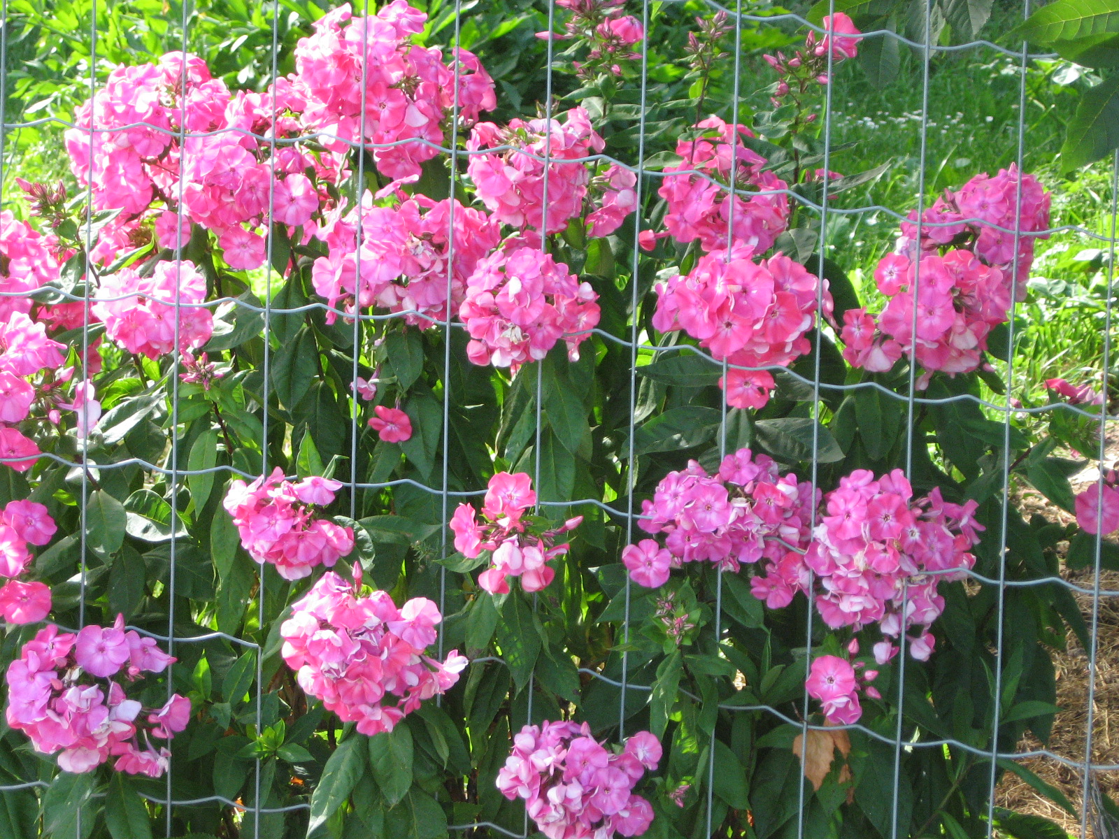 Erzählungen aus dem Mühlviertel: Sommer